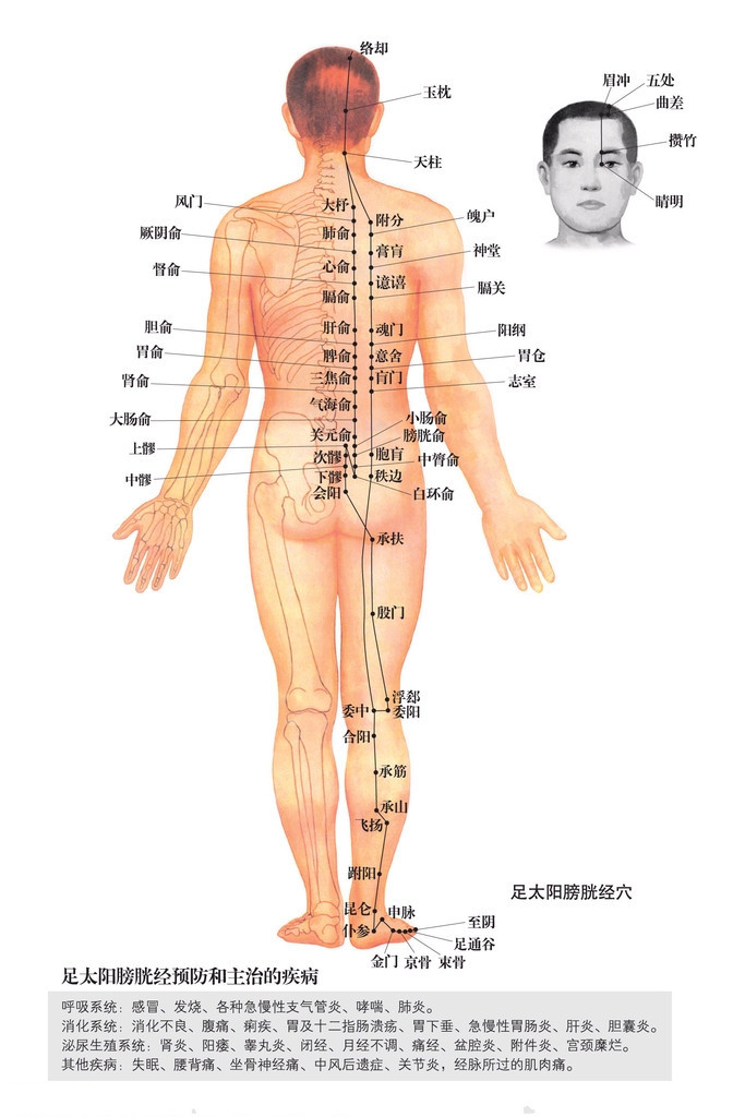 足太阳膀胱经