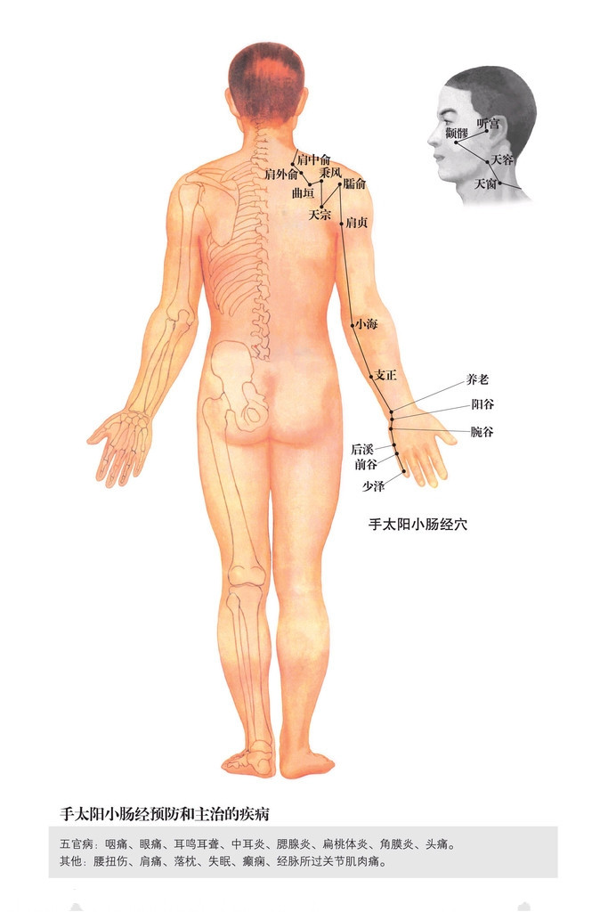 手太阳小肠经