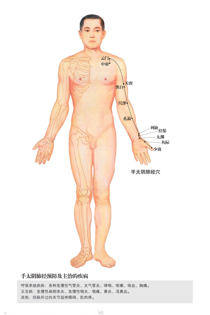 手太阴肺经