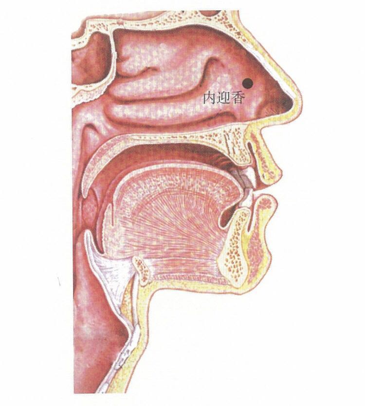 内迎香穴